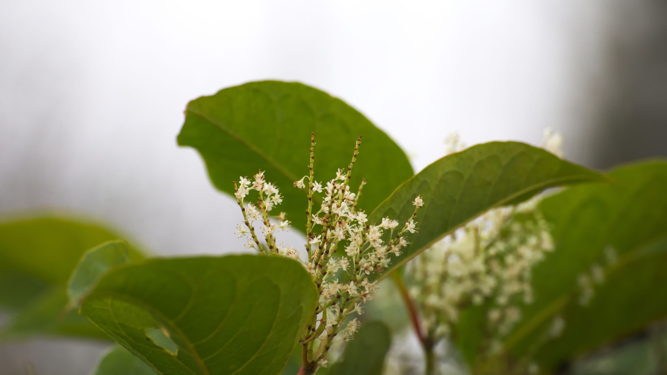 Japanese Knotweed - A Knotty Dilemma